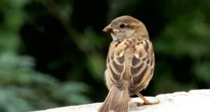 bird-watching-house-sparrow-quotes-poems-sayings