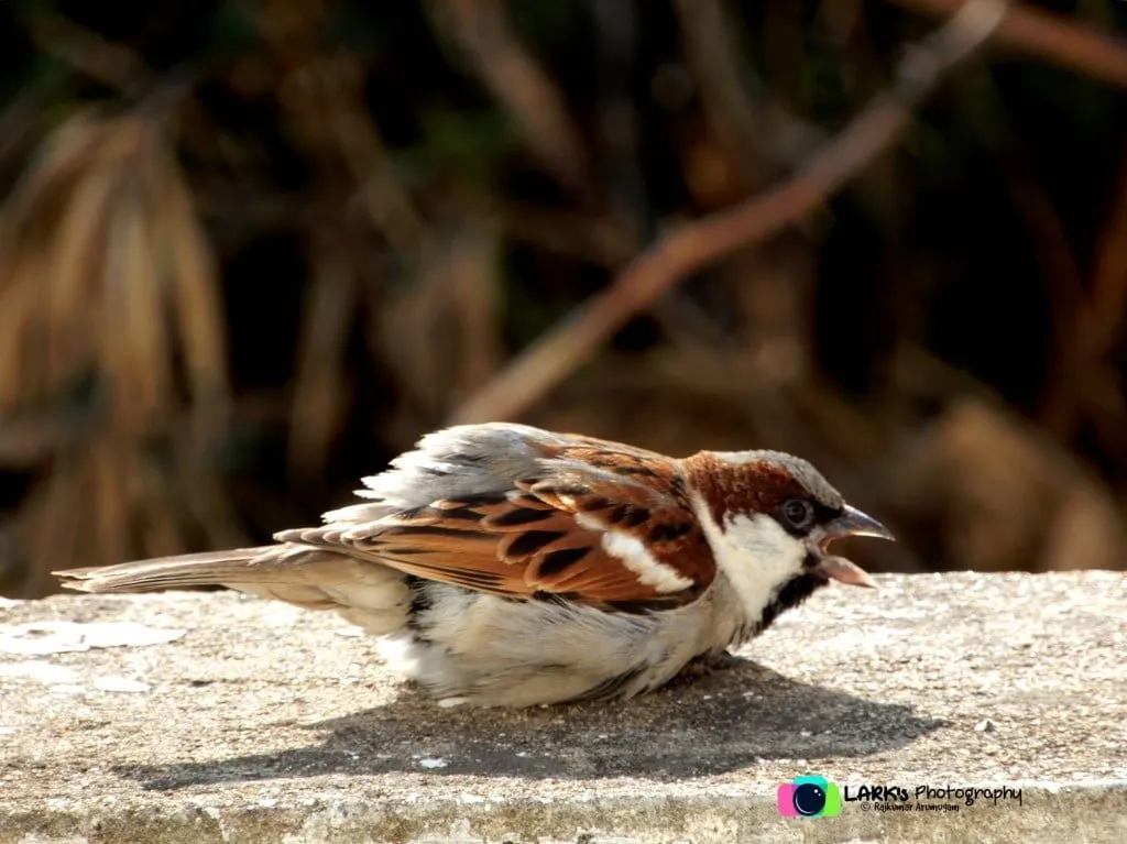 Bird Quotes, Poems and Sayings - House Sparrows 